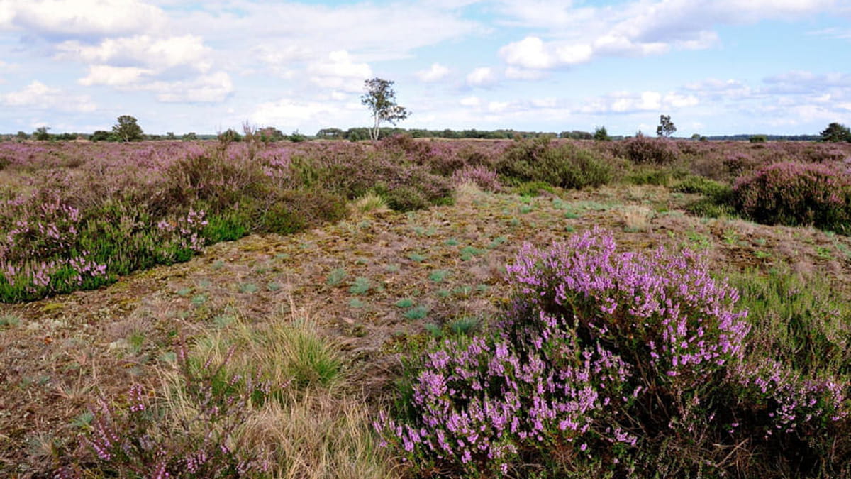 heideveld Strabrechtse Heide, Heeze-Leende