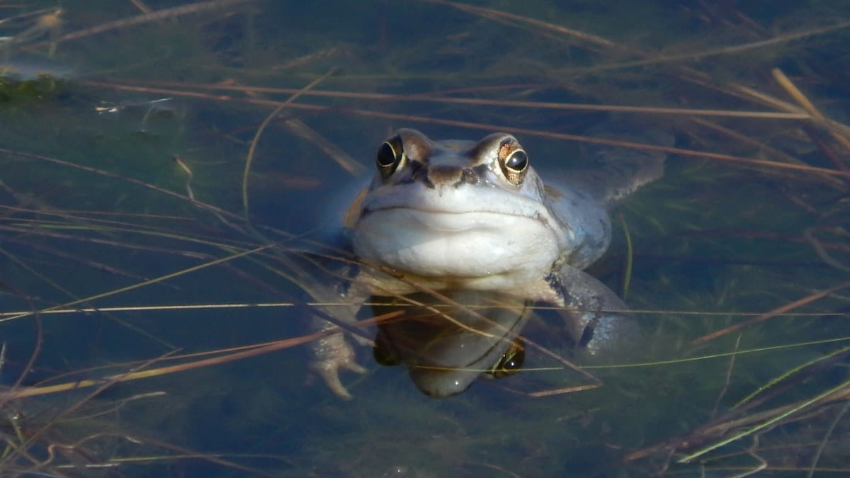 heikikker