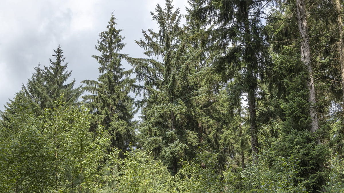 Gevarieerd en structuurrijk bos