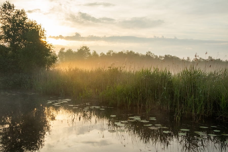 ochtendnevel in natuurgebied rottige meente