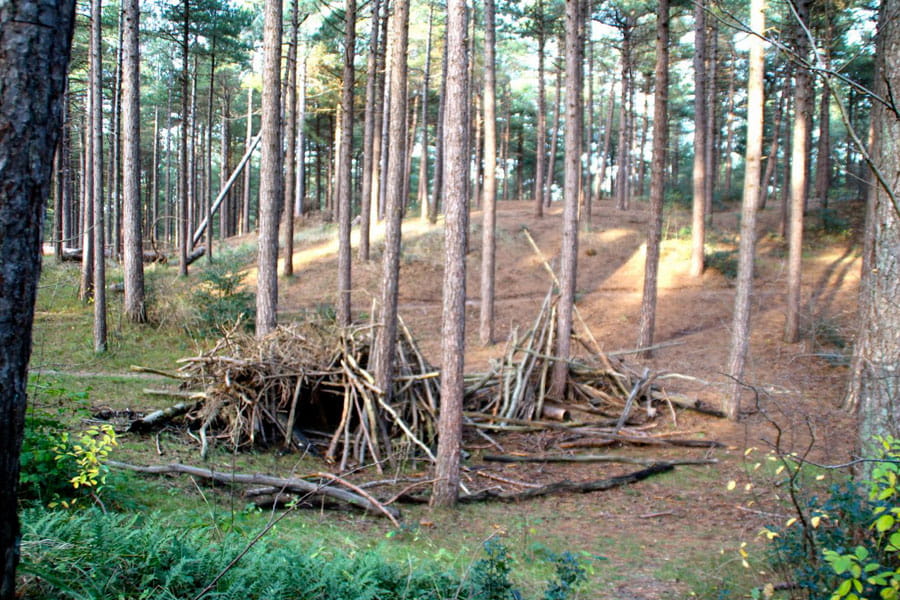 hut gebouwd in bos met naaldbomen