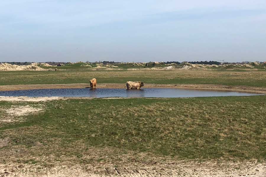 runderen in plas