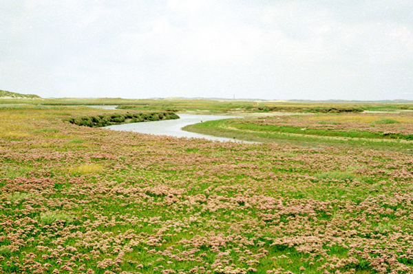 Lamsoor in de Slufter op Texel