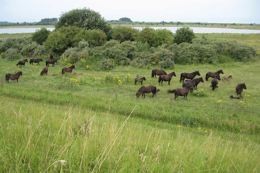 kudde paarden op Tholen