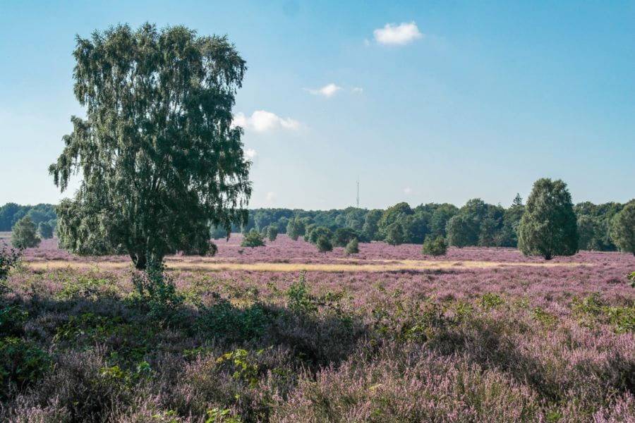 Droge heide in Springendal