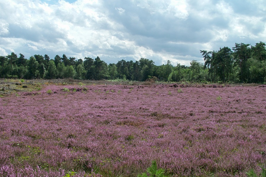 Paarse struikheide utrechtse heuvelrug