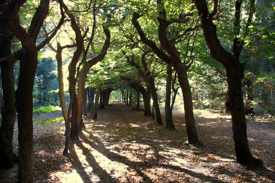 Baarnse bos