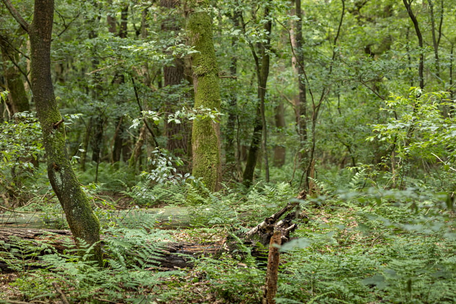 Bosreservaat Amerongse Berg