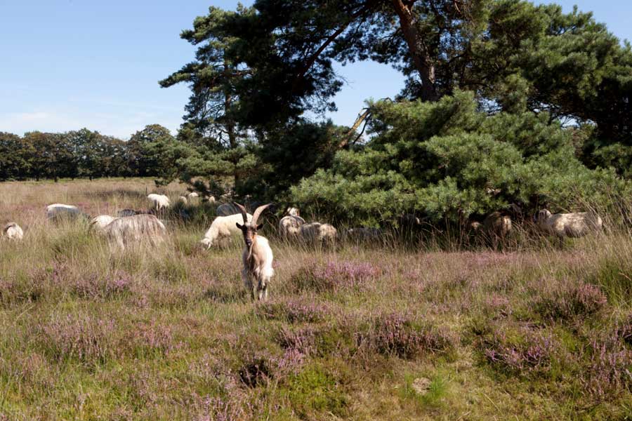geiten op leersumse veld