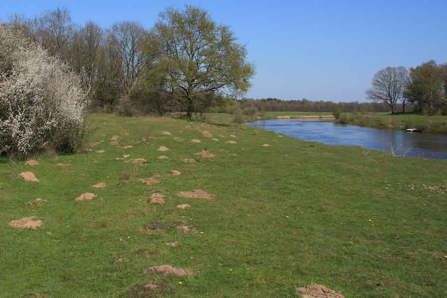 grasland in Vechtdal
