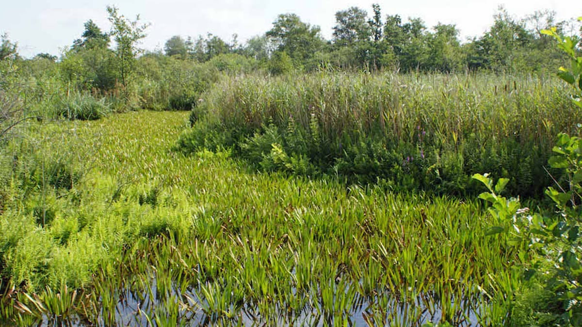 Moeras in Molenpolder