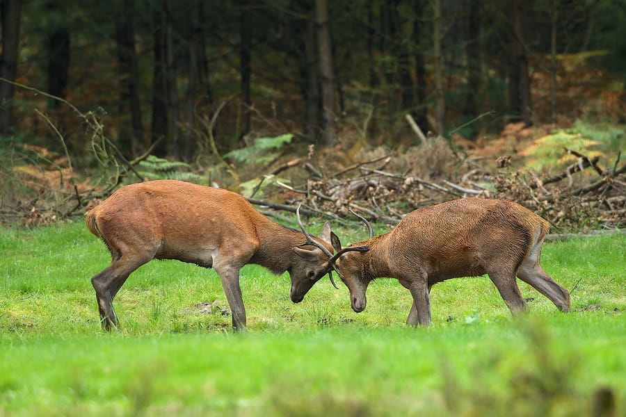 twee herten met de kop en geweien tegen elkaar op groen gras