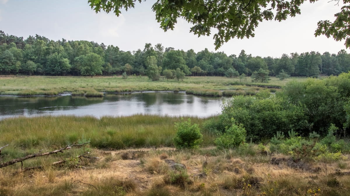 uitzicht op ven tussen groen gras, bosjes en groene bomen