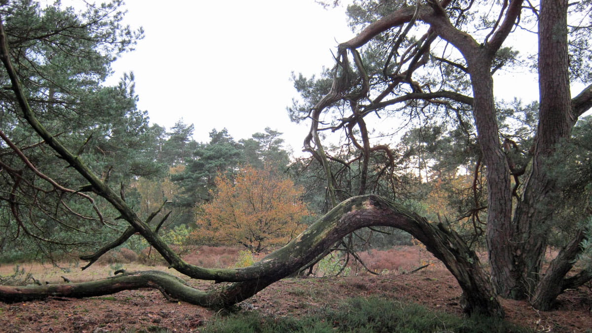 veluwe