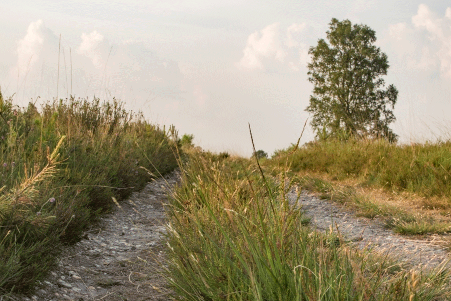 Grindpad tegen een heuvelweide