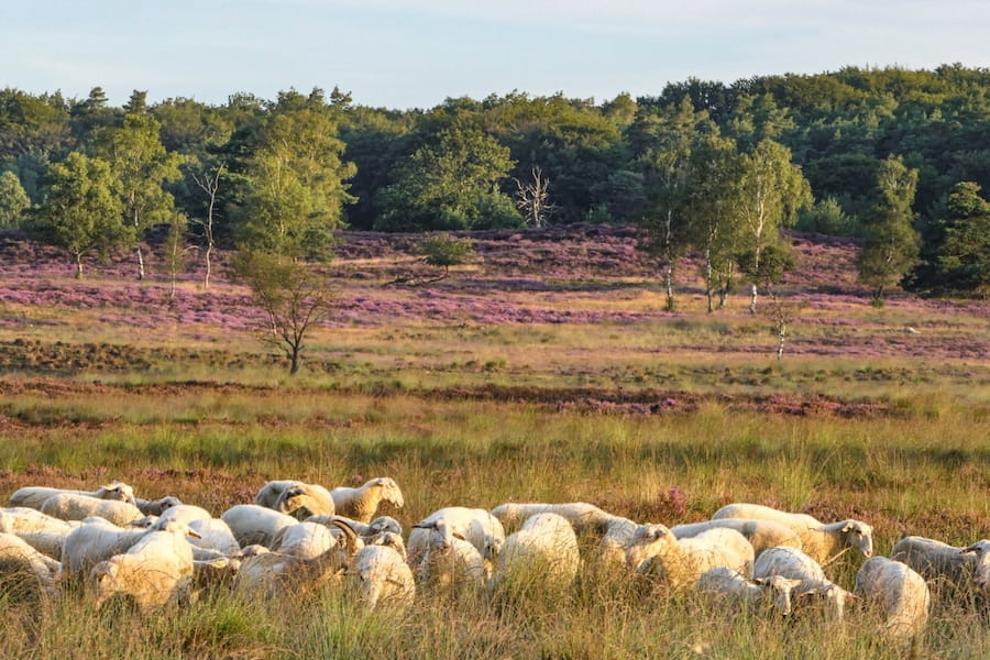 schapen op heide