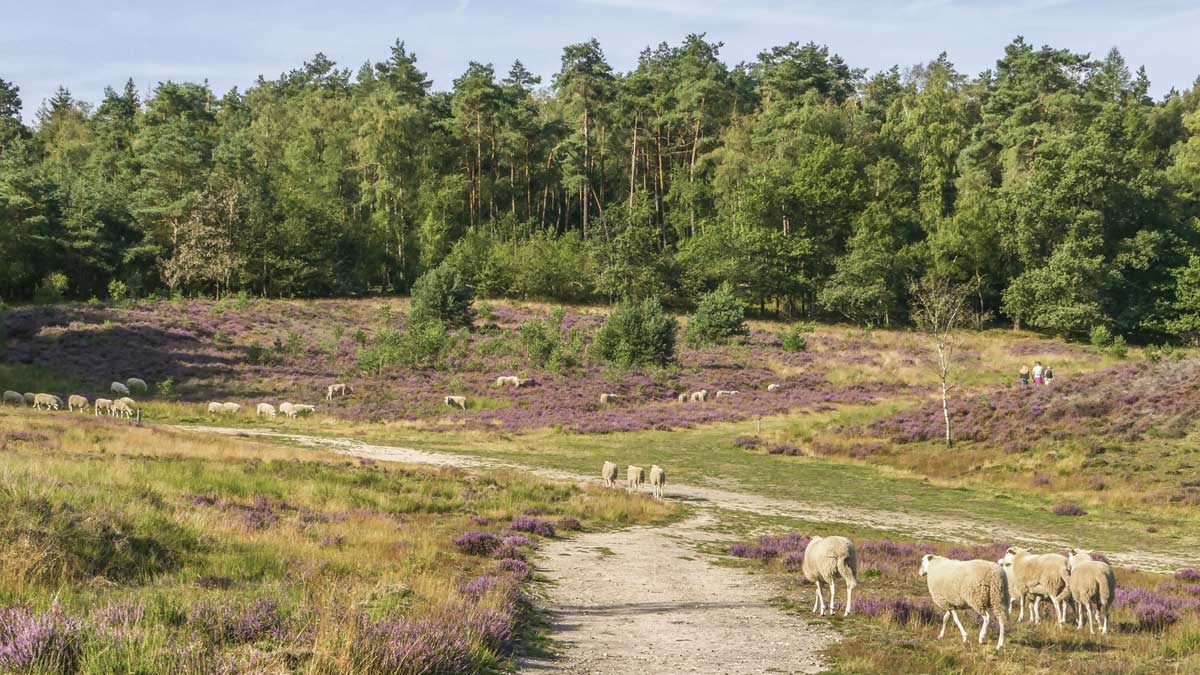 bloeiende heide in 't Leesten