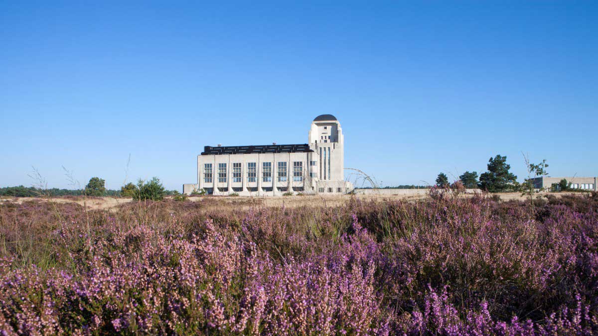 De heide in bloei op Radio Kootwijk