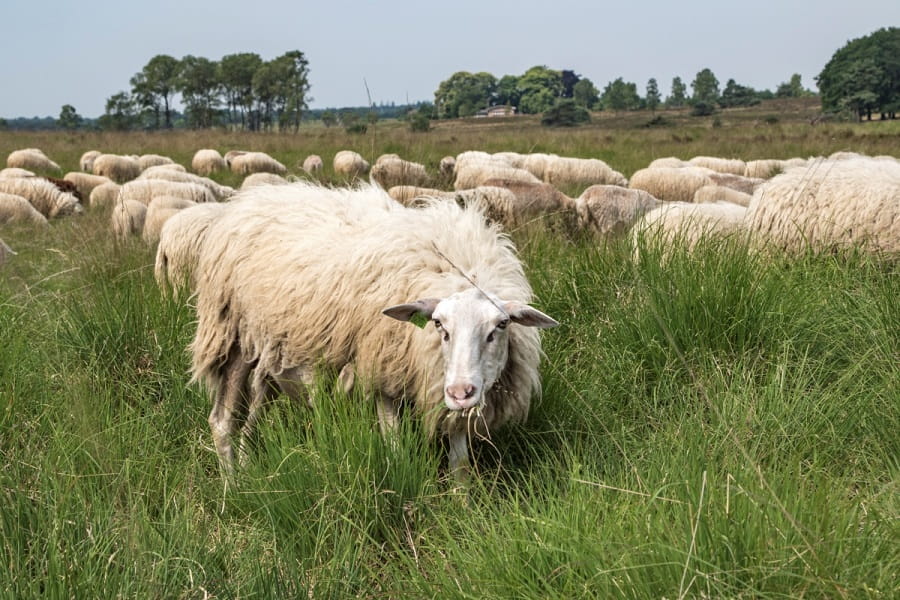 Schaapskudde Hoge Buurlose heide