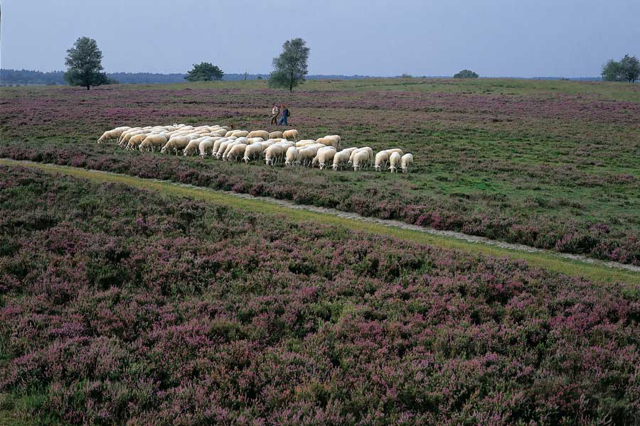 schapen op de Veluwse heide