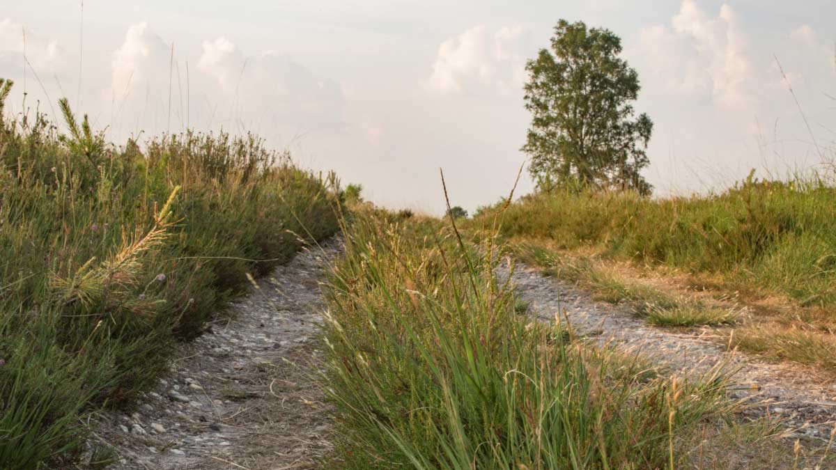 Grindpad tegen een heuvelweide