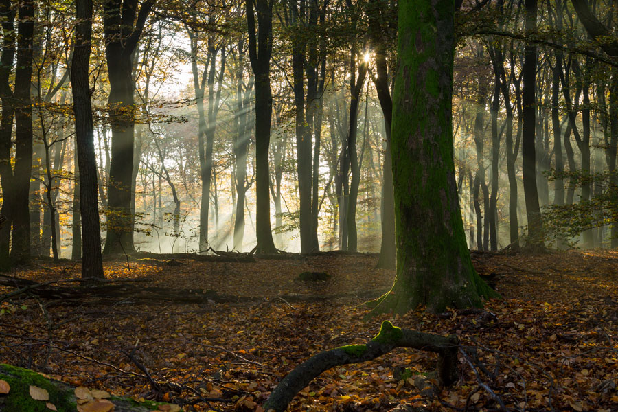 Speulderbos