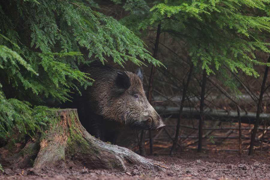 wild zwijn in dennenbos op de Veluwe