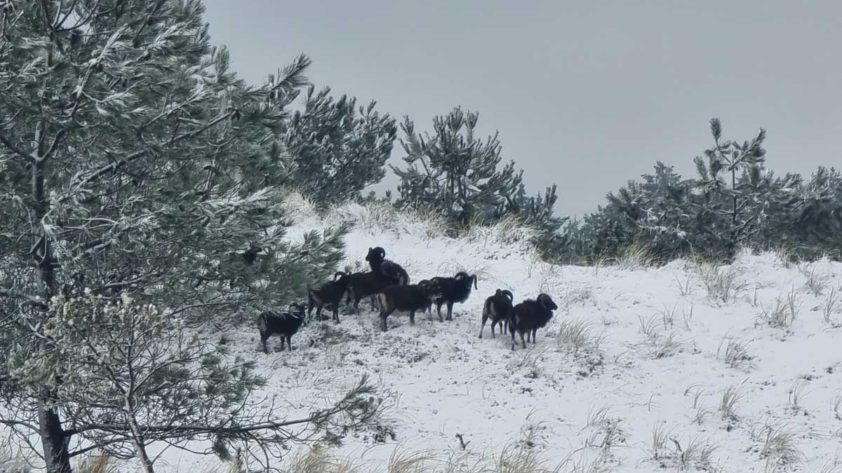 Eindelijk ook een beetje winter op Vlieland