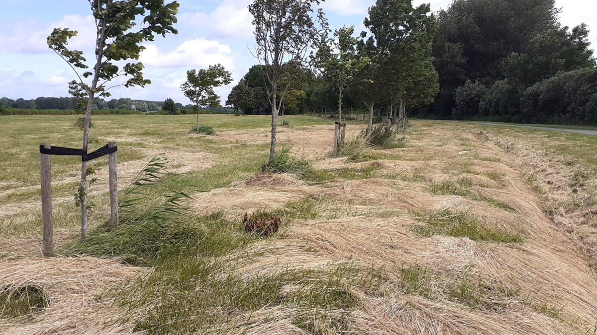 Maaien grote veld Vlietland