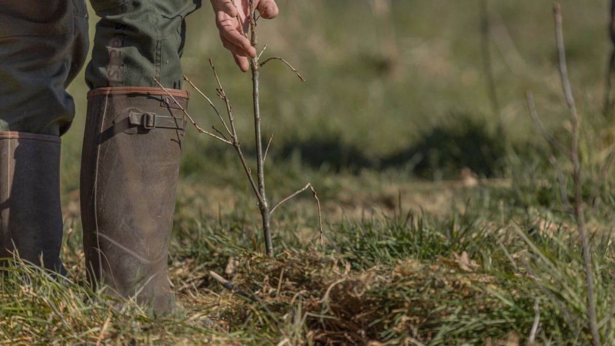 Bomen aanplanten