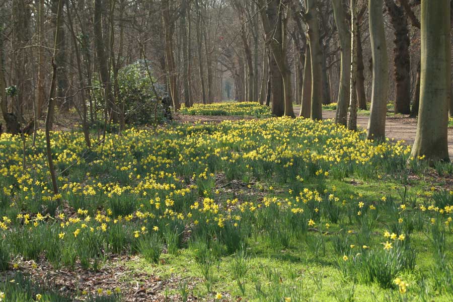narcissen op Walcheren