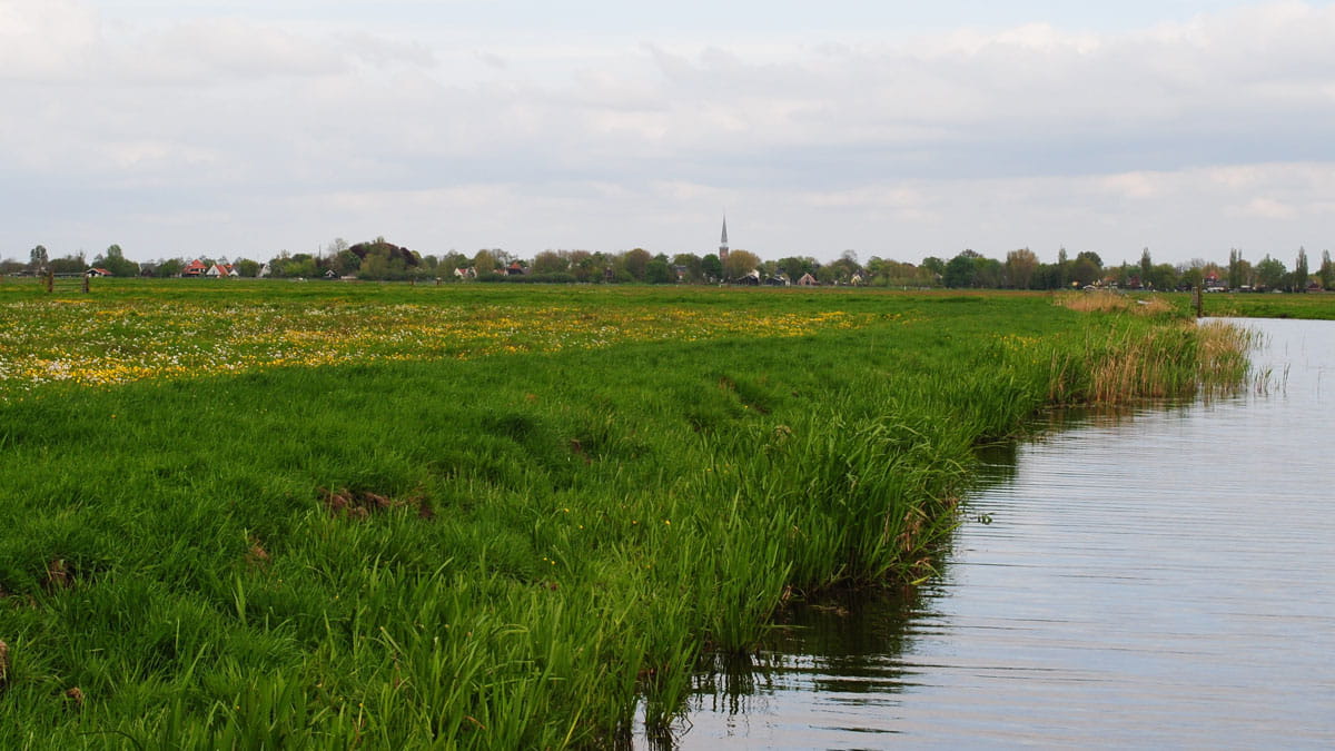 Varkensland in de zomer