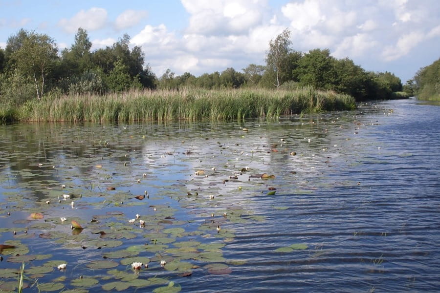 water en riet in weerribben