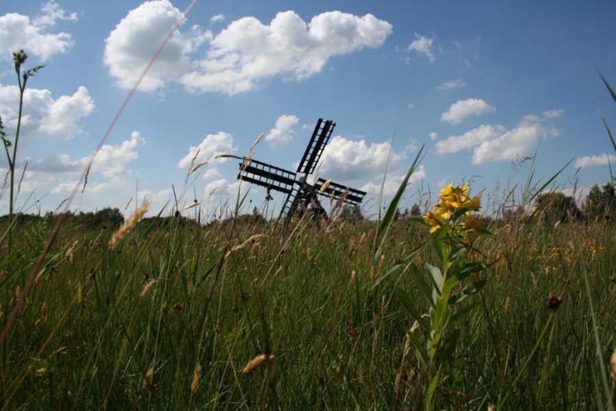 molen en riet in weerribben