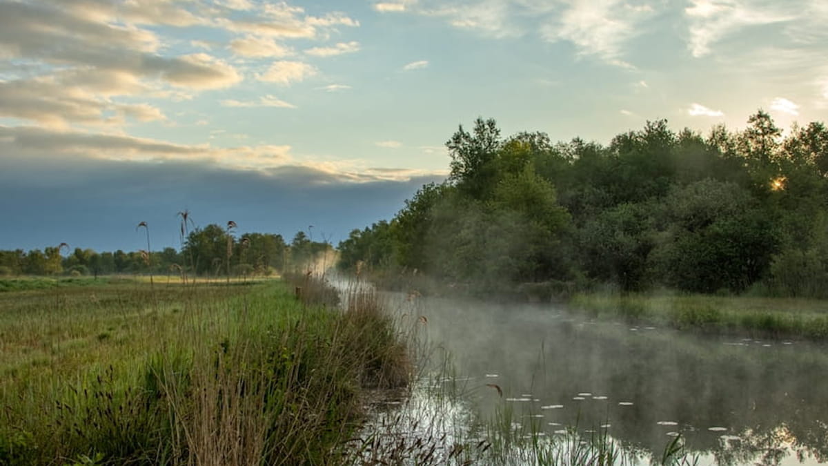 Laagveenmoeras in Weerribben-Wieden