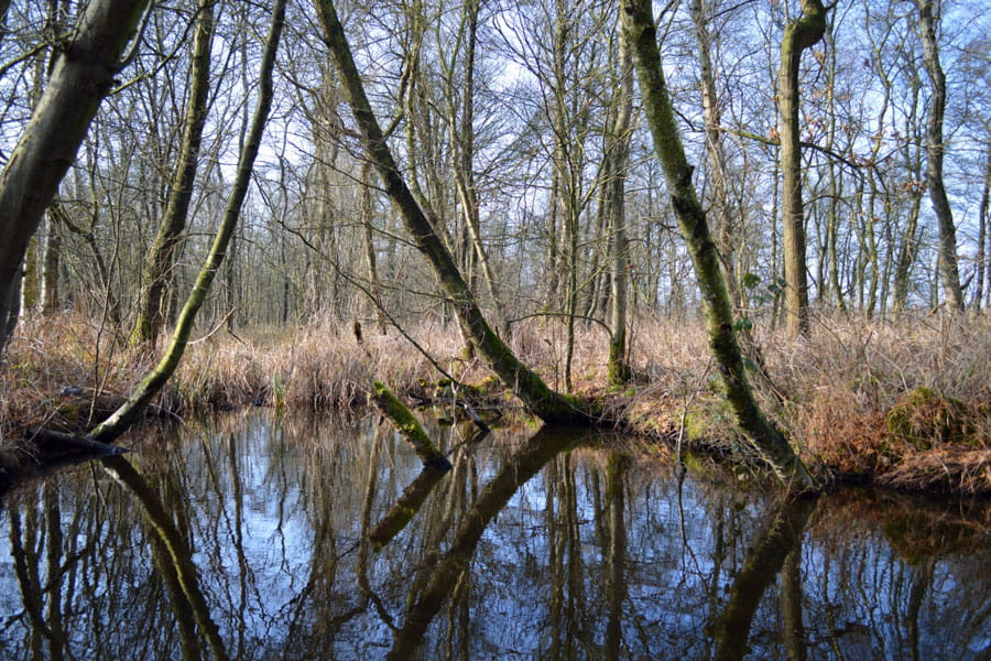 De weerribben