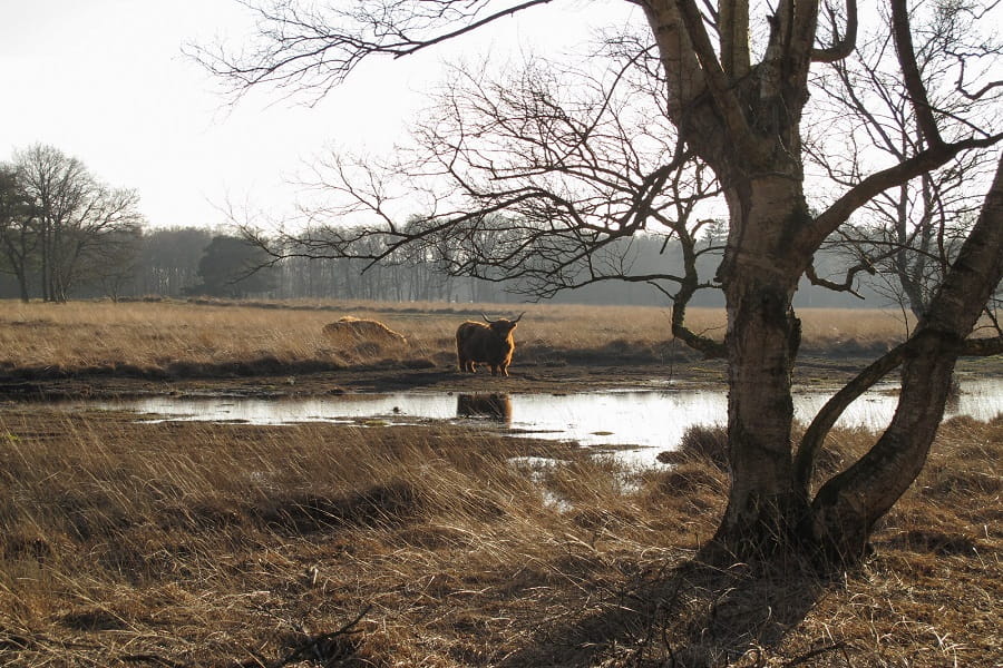 Schotse hooglanders ruiten aa