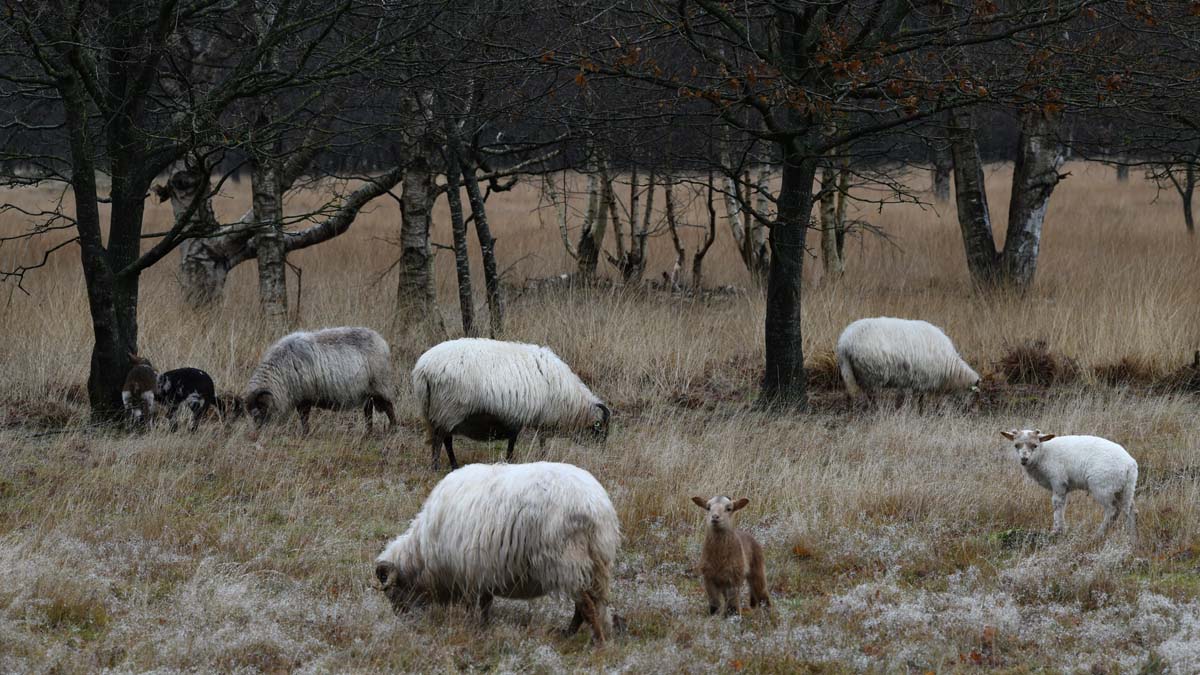Schapen op de heide bij Ter Borg in Sellingen
