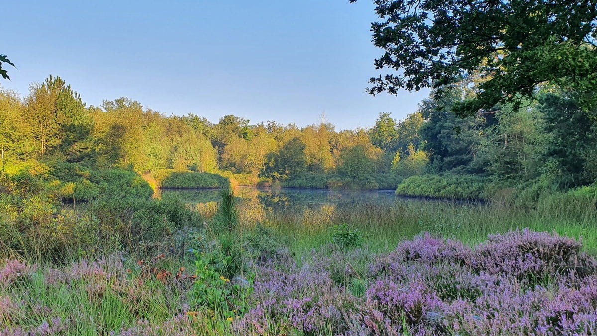 Ven in natuurgebied Breedwisch