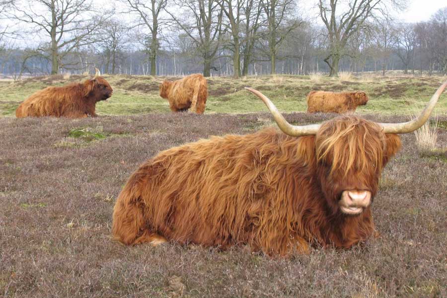 Schotse hooglander, Ter Borg in Westerwolde