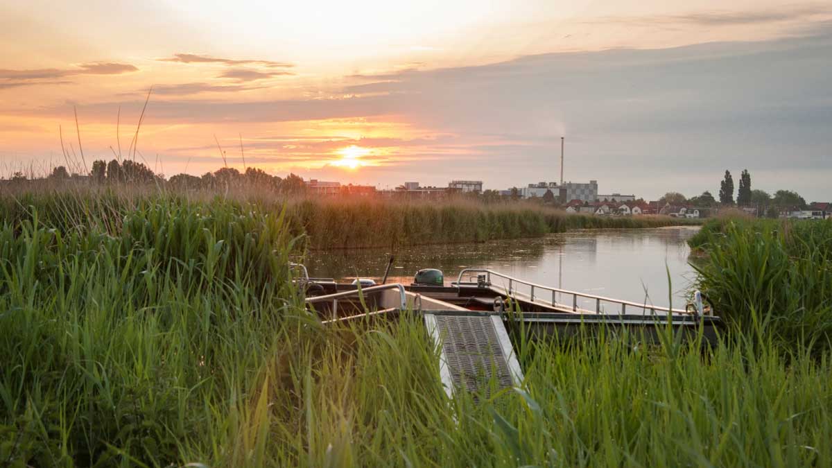 Guisveld in de Zaanstreek