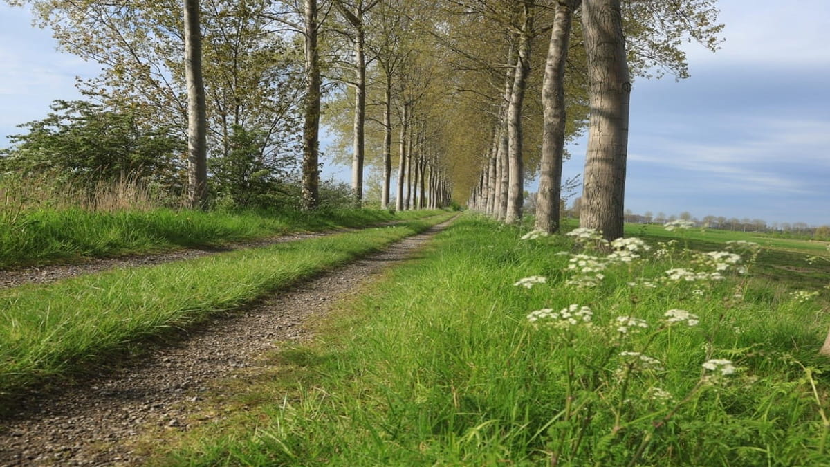 Een dijk in de gemeente Hulst