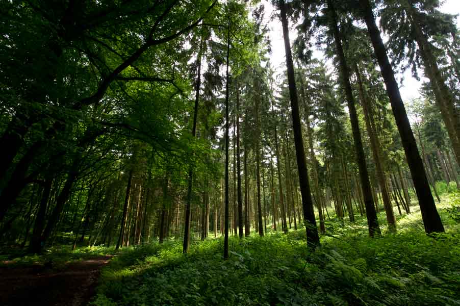 bos in Zuid-Limburg