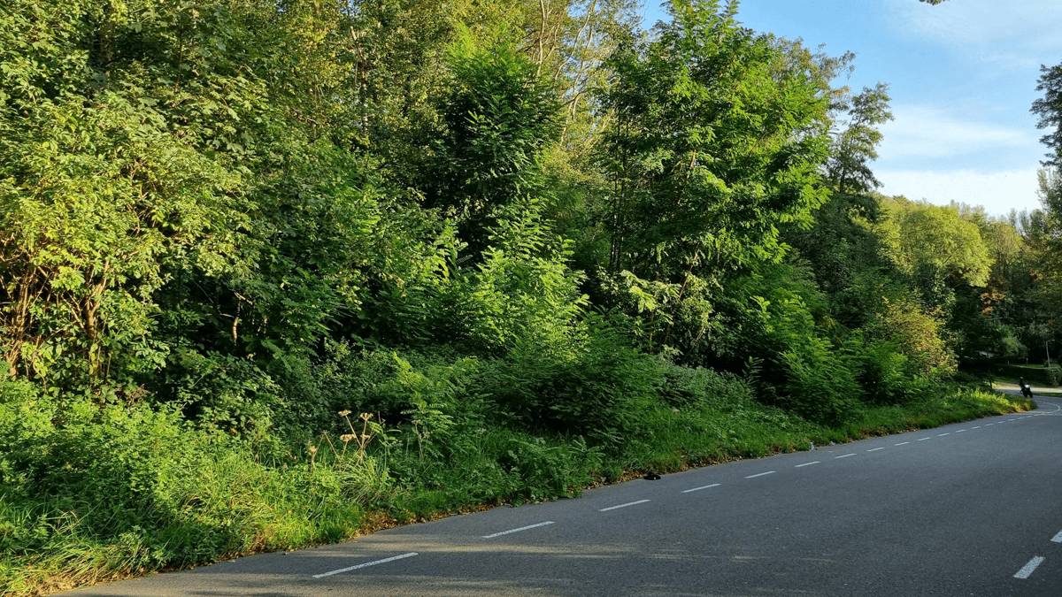 Bunderbos in Zuid-Limburg