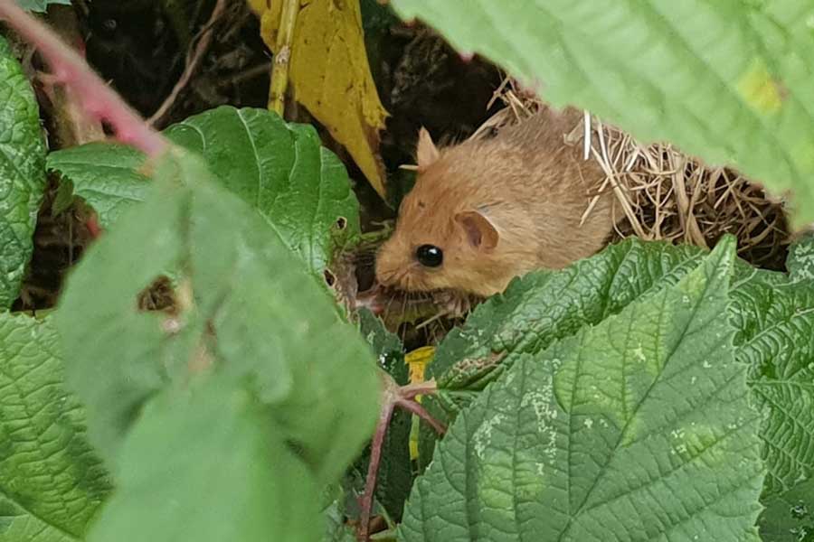 Hazelmuis