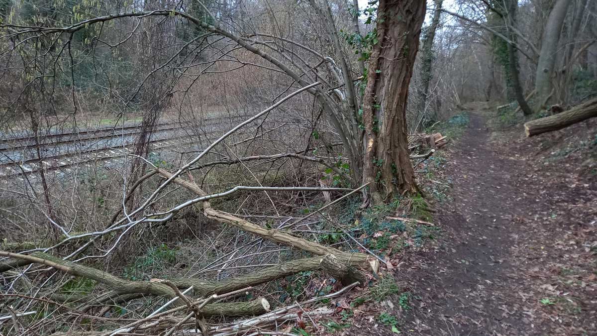 Boswerkzaamheden langs het spoor in het Bunder- en Elsloöerbos