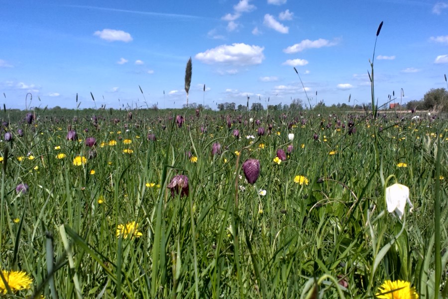 Kievitsbloemen